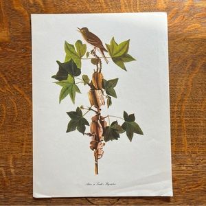 Vintage Audubon Birds of America Lithograph Print, Alder Flycatcher
